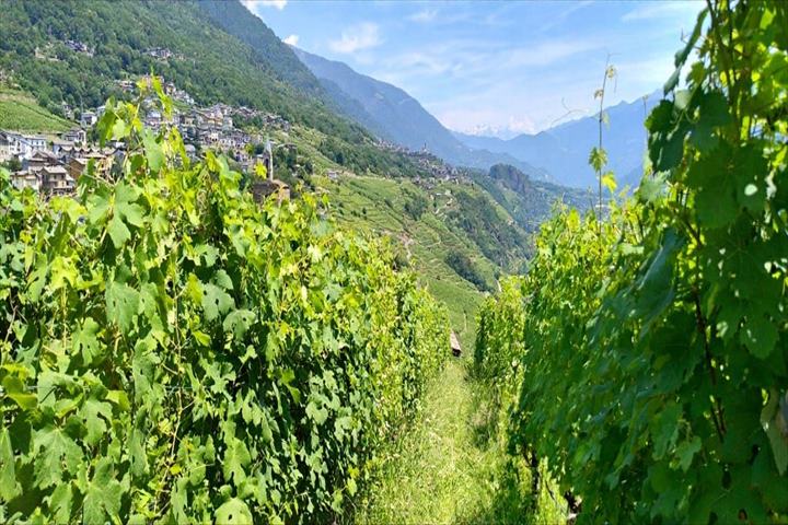 ヴァルテッリーナワイナリーツアー