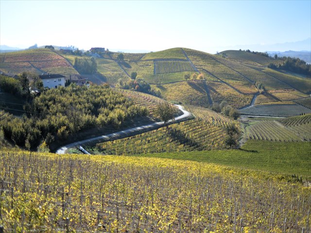 バローロ vs バルバレスコの違い|味・熟成・面積・歴史で比較【ピエモンテワイン解説】 1 バローロ地域ワイン畑