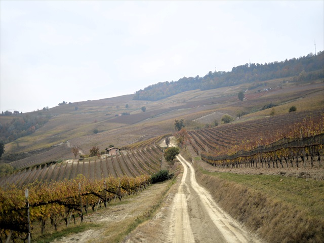 バローロ vs バルバレスコの違い|味・熟成・面積・歴史で比較【ピエモンテワイン解説】 3 バローロ畑